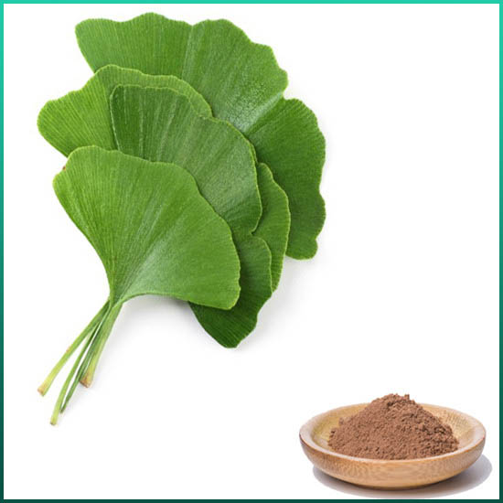 Εκχύλισμα Ginkgo Biloba